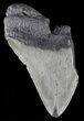 Partial, Fossil Megalodon Tooth #53008-1